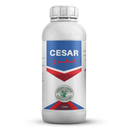 CESAR