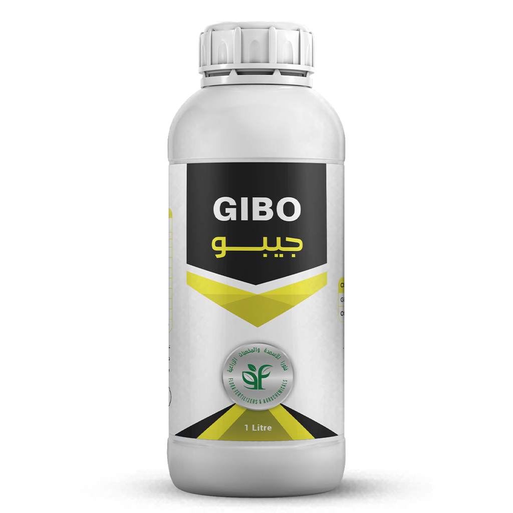 GIBO