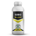 GIBO